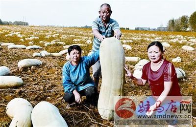 剥皮菇的营养价值与市场零售前景